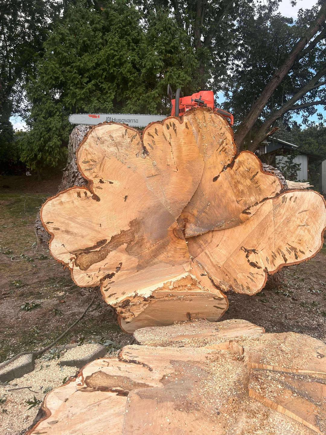 Stump removal in Grand Rapids MI