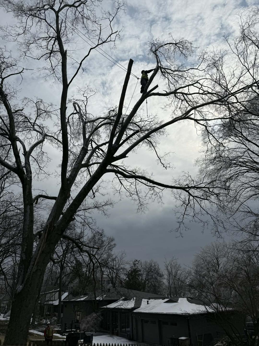 Tree climbing service in Rockford MI