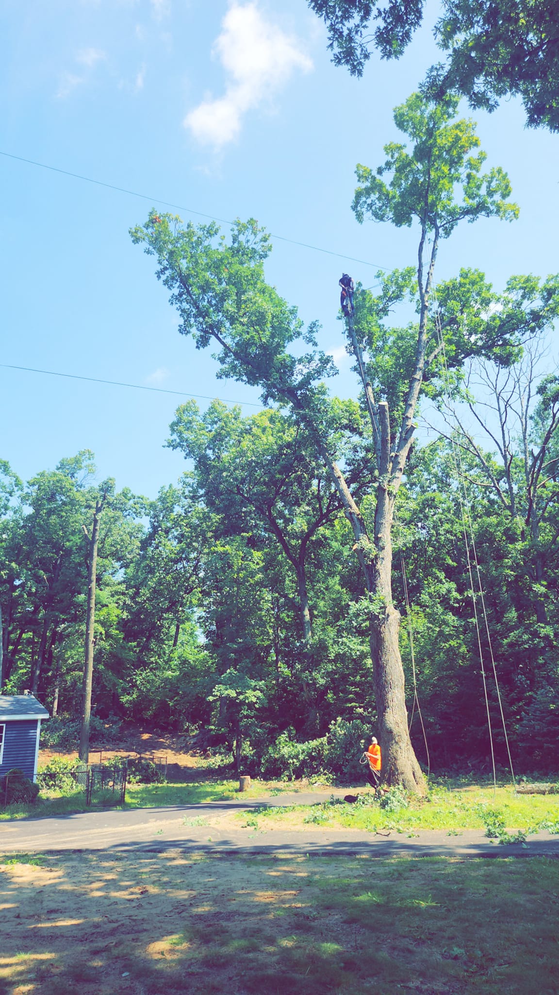 Tree removal in Howard City Michigan