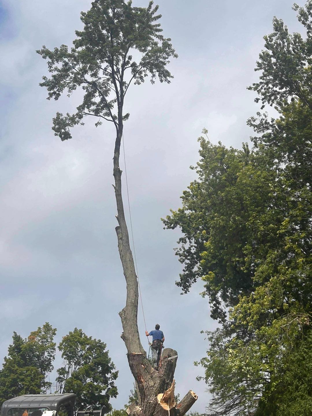 Professional tree trimming in Howard City MI