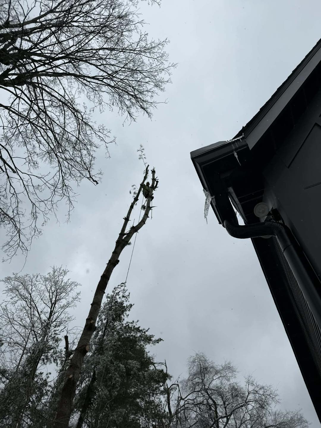 Large tree project in Howard City Michigan