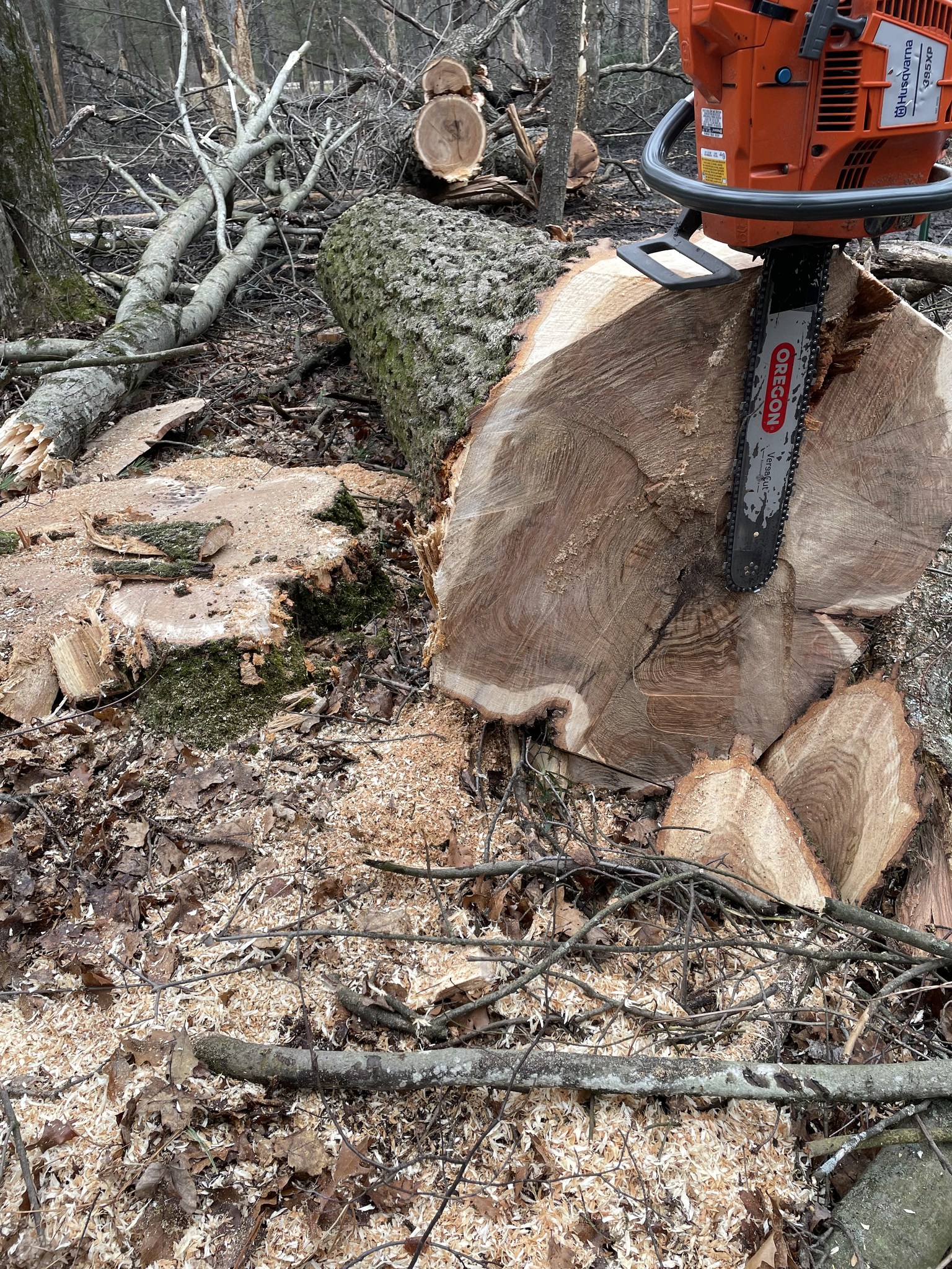 Stump grinding in Cedar Springs MI